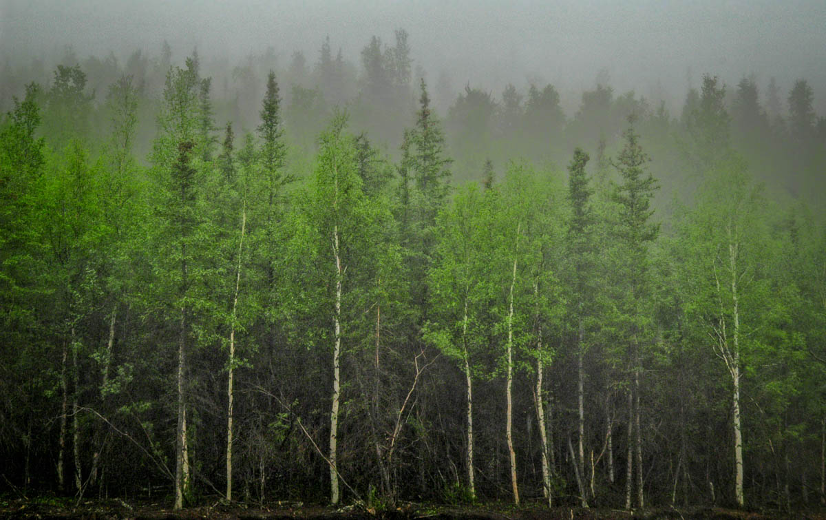 White spruce forest, Denali State Park, Alaska.