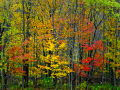 AutumnPalette_041004_5006