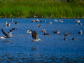 Carmel_050730_6665.