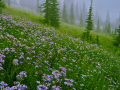 DaisyField_080616_8473