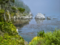 PTLobos_060624_8150