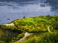 PTLobos_060624_8150