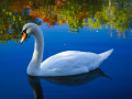 SwanMarshfield_061016_8952