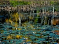 Concord_081007_5561