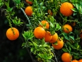 Oranges - Huntington Library - Pasadena, CA