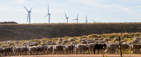 Wyoming: Shorn Sheep & Windmills