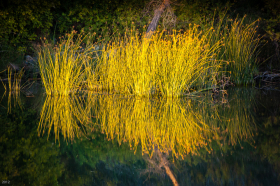 Reeds: Sacramento River