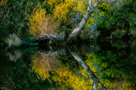 Tree Trunk: Sacramento River