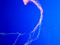 Jelly Fish - Monterey Aquarium