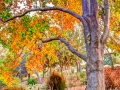 Autumn at Heather Farm Garden Center - Walnut Creek, CA