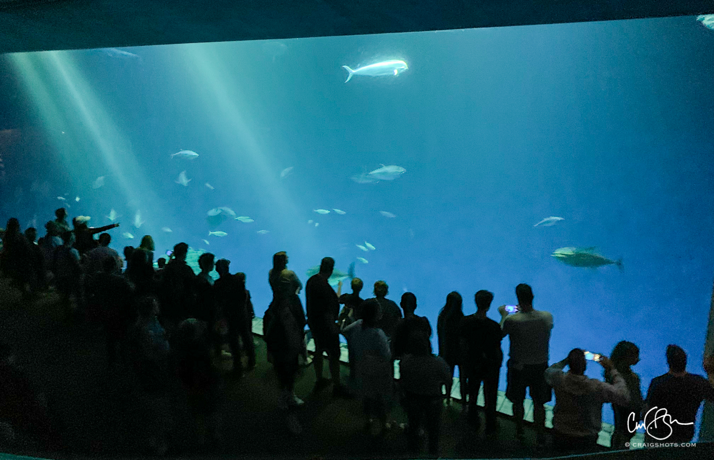 July 27: Monterey Bay Aquarium
