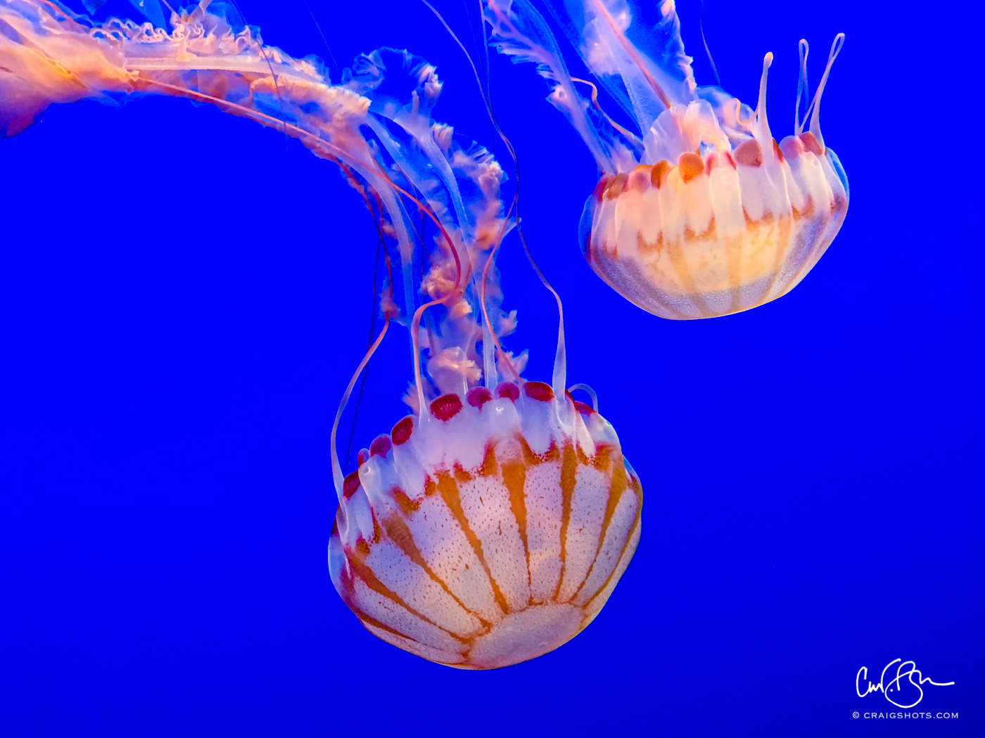 July 27:  Jellyfish, Monterey Bay Aquarium