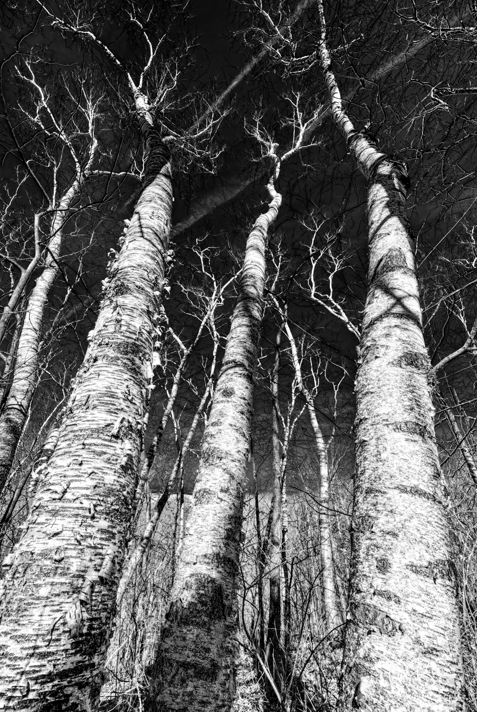 Mar 28: Birches, Blue Mound State Park