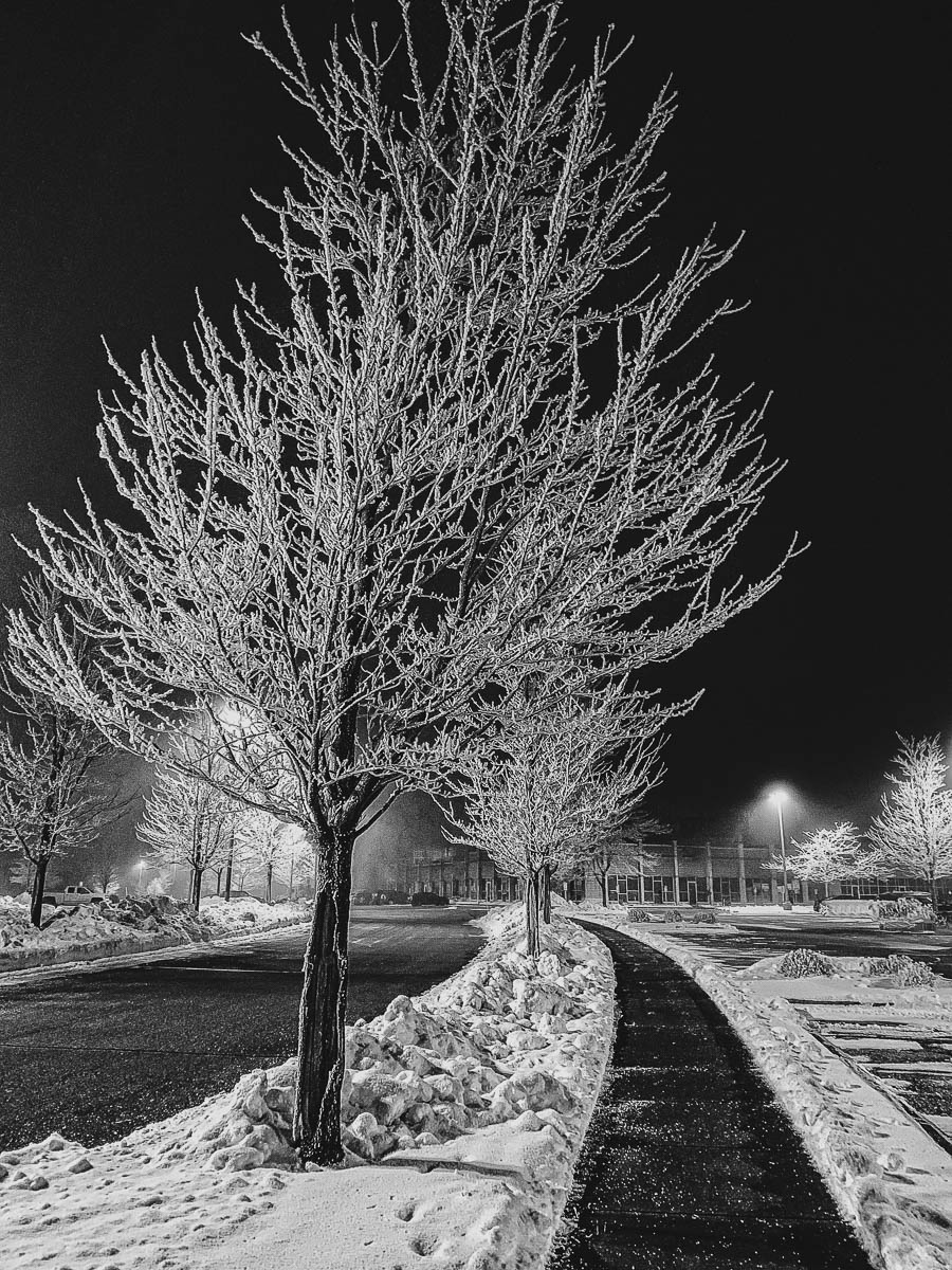 FrostedTrees_210104-4058.psd