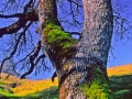 Oak_020202_A