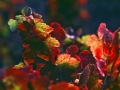 Grapevine_1079.