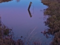 GrizzlyIsland_040208_3560