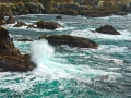 PtLobos_090223_6460
