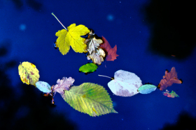 leavesonwater1