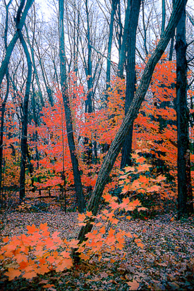LateLeaves_B_1001.