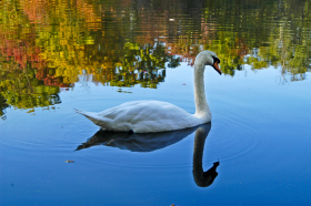 SwanClose_061016_8956