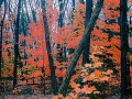 LateLeaves_B_1001.