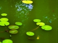Indiana pond1