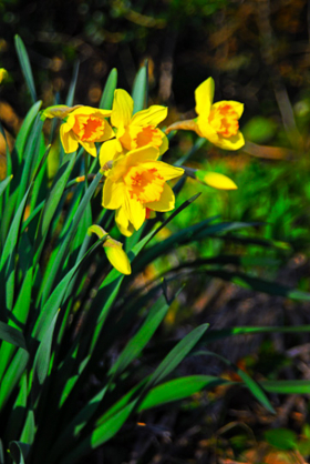Daffodils_070313_0252
