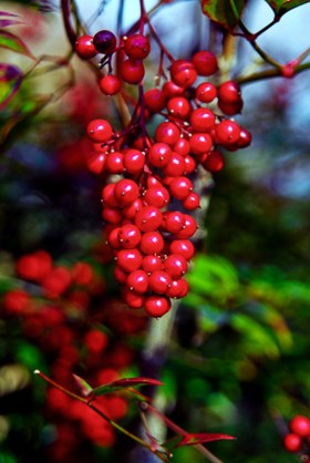 Berries_070313_D20264