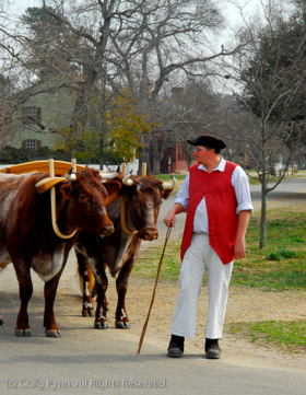 Oxen_070314_D20292