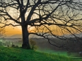 Biltmore_080408_2989