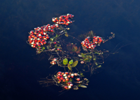 FloatingBunch_A_100504_4813