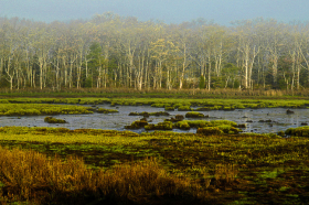 WarehamMarsh_051004_3864