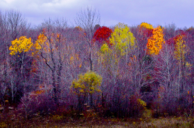 Berkshires_B_102701