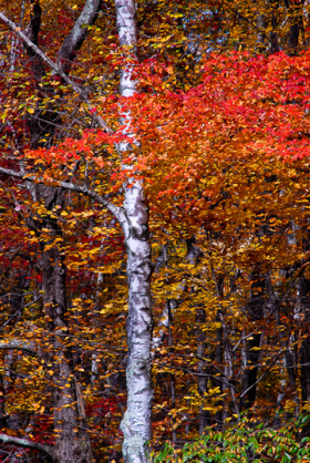 Quabbin__081015_5723