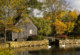 MillpondSwans_102605_7388