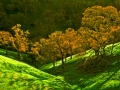 Diablo trees1a_0396