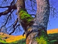 Oak_020202_A