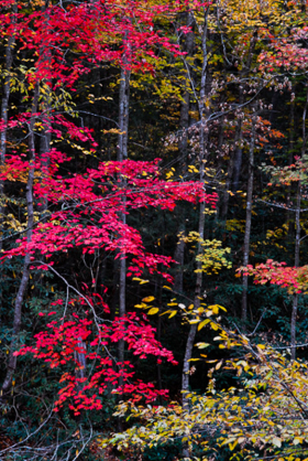 Smokys_081028_5803