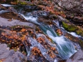 Smokys_081028_5862