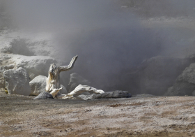 Yellowstone_080908_0483
