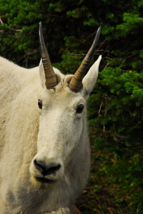 GlacierNP_070808_1405