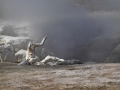 Yellowstone_080908_0483