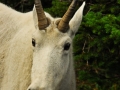 GlacierNP_070808_1405