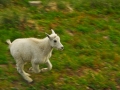 GlacierNP_070808_1420
