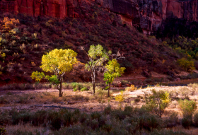 CliffTree_B111001