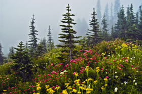 Firs+flowers_060816_8499