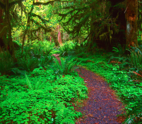 QuinaultPath_A1_051502