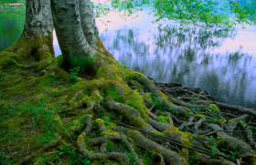 CrescentTree_A_052302