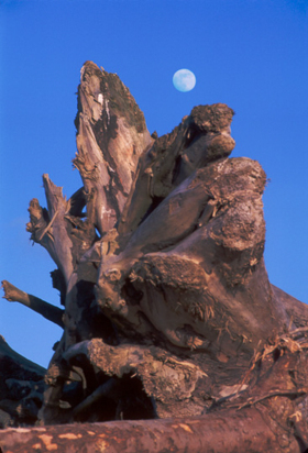 DriftwoodMoon_A_052302